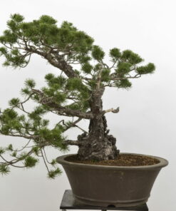 Pinus sylvestris