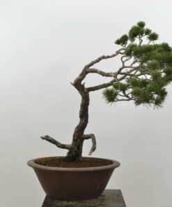Pinus sylvestris.