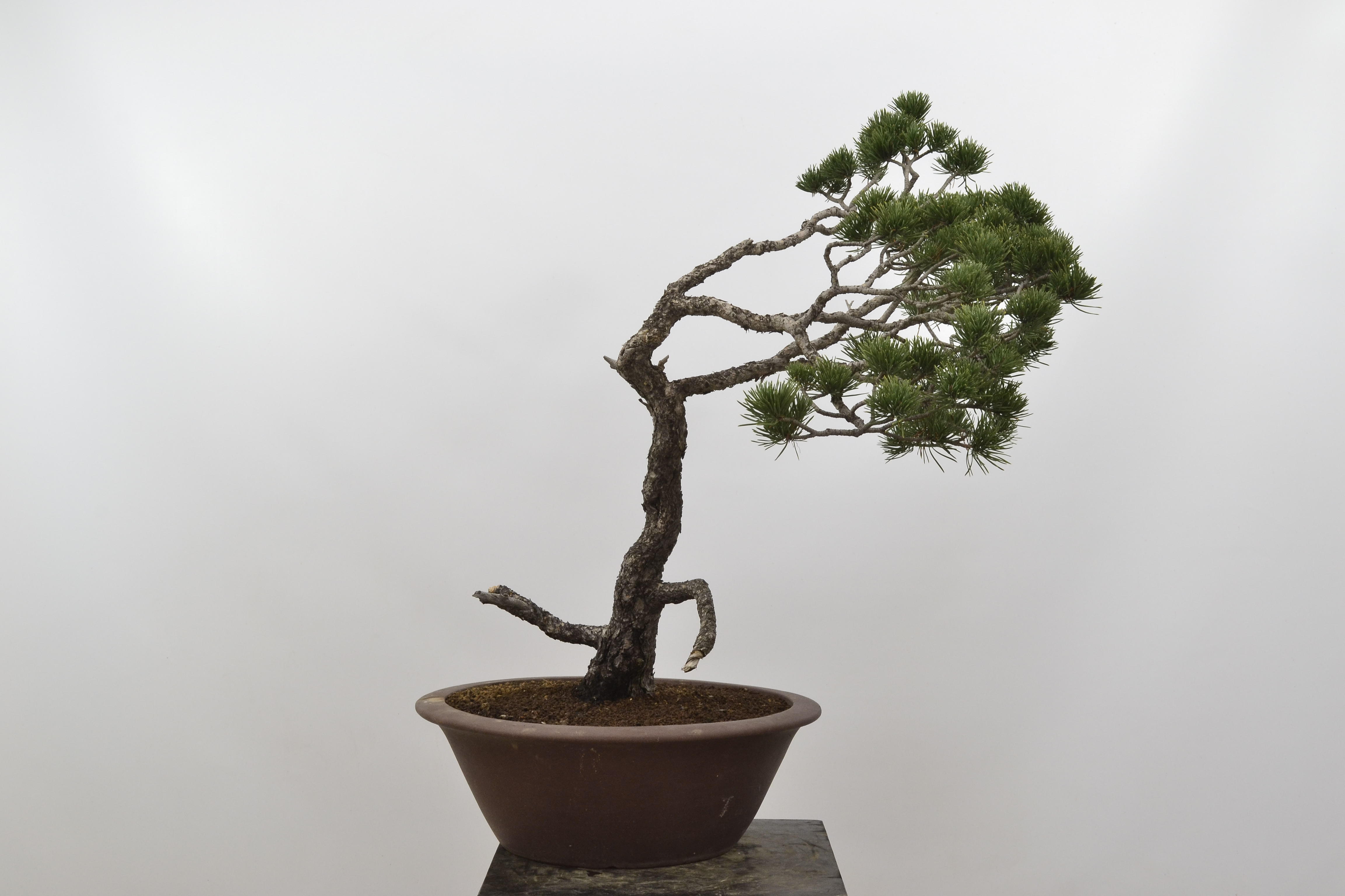 David Soto Estudio de Bonsai