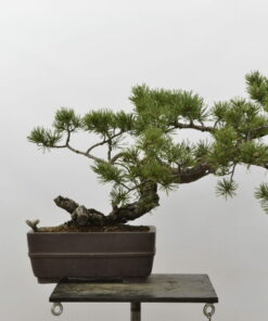 Pinus sylvestris