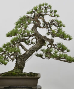 Pinus sylvestris