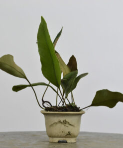 Pyrrosia lingua