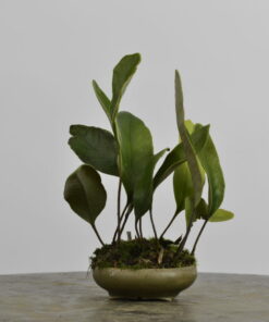 Pyrrosia lingua.