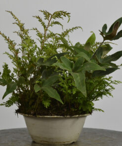 Pyrrosia polydactila + Woodsia macrochlaena