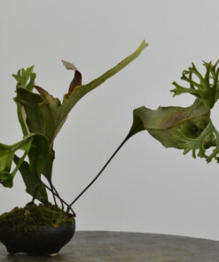 Pyrrosia lingua 'Cristata'