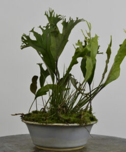 Pyrrosia lingua 'Cristata' + Acorus gramineus + Woodsia macrochlaena