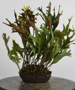 Pyrrosia lingua 'Cristata' + Humata tyermanii