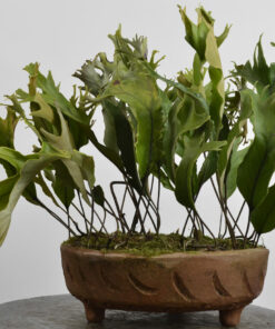 Pyrrosia lingua 'Cristata'