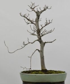 Fagus crenata
