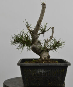 Pinus sylvestris