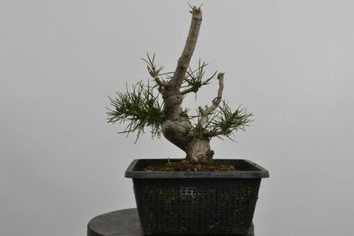 Pinus sylvestris
