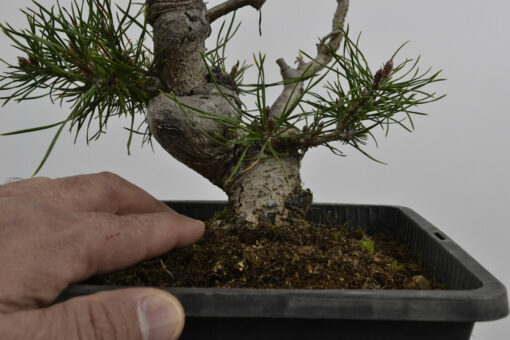 Pinus sylvestris - Imagen 3