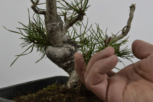 Pinus sylvestris - Imagen 4