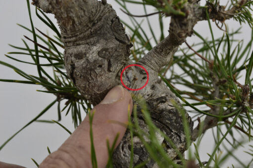 Pinus sylvestris - Imagen 5