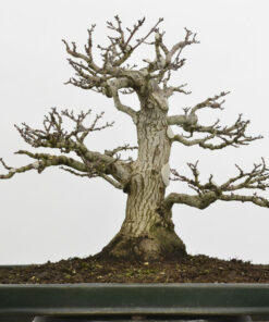 Acer palmatum 'shishigashira'