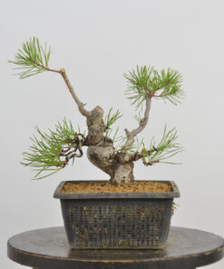 Pinus sylvestris