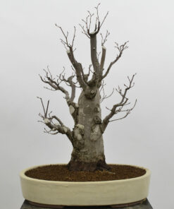 Carpinus betulus 'fastigiata'