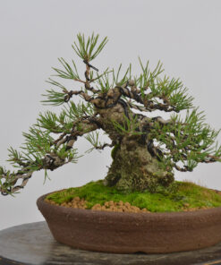 Pinus sylvestris