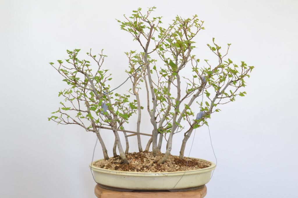 David Soto Estudio de Bonsai