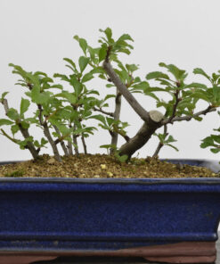 Chaenomeles japonica 'chojubai'