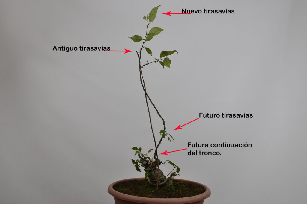 David Soto Estudio de Bonsai