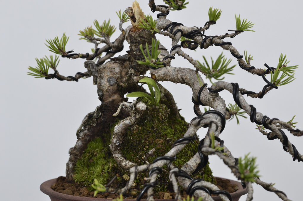 David Soto Estudio de Bonsai