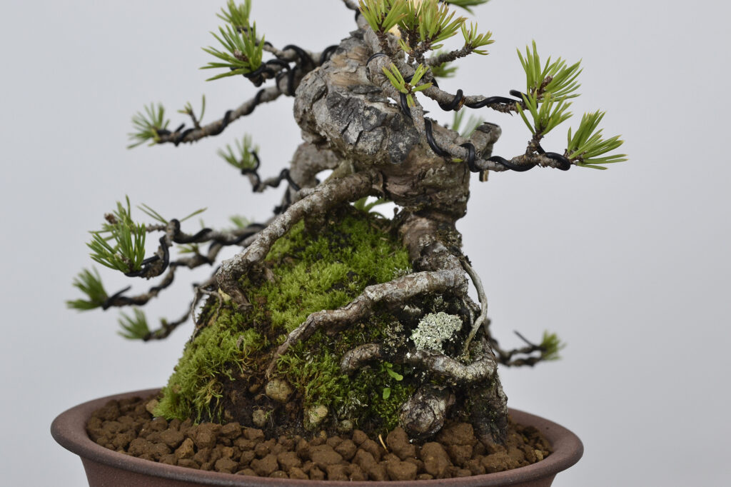 David Soto Estudio de Bonsai