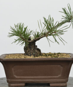 Pinus sylvestris