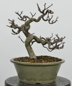 Malus x purpurea.