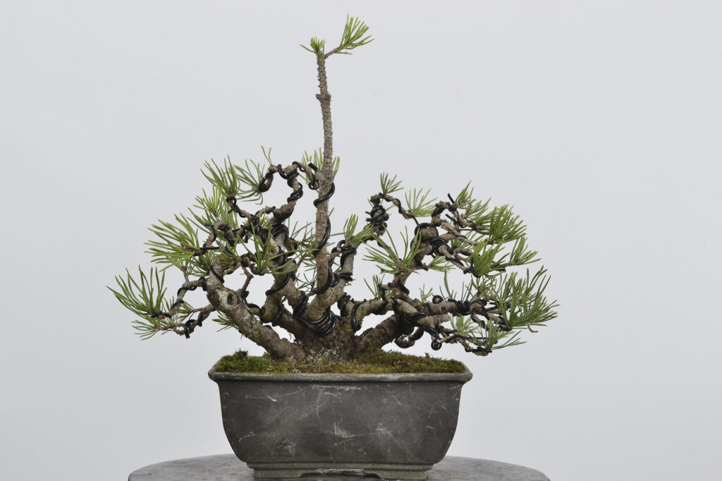 David Soto Estudio de Bonsai
