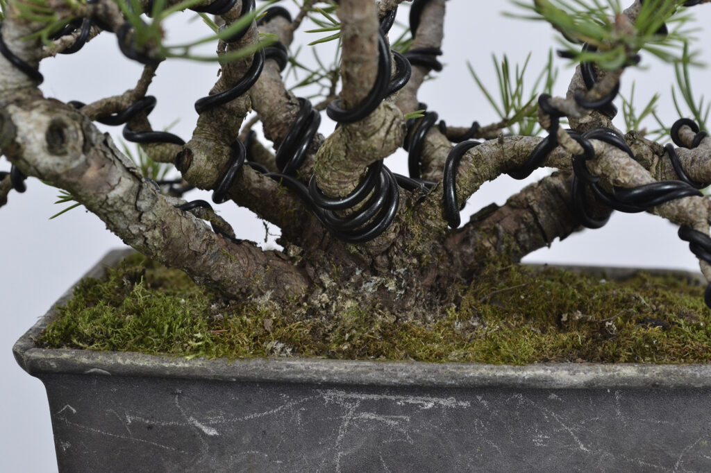 David Soto Estudio de Bonsai