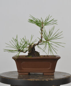 Pinus sylvestris