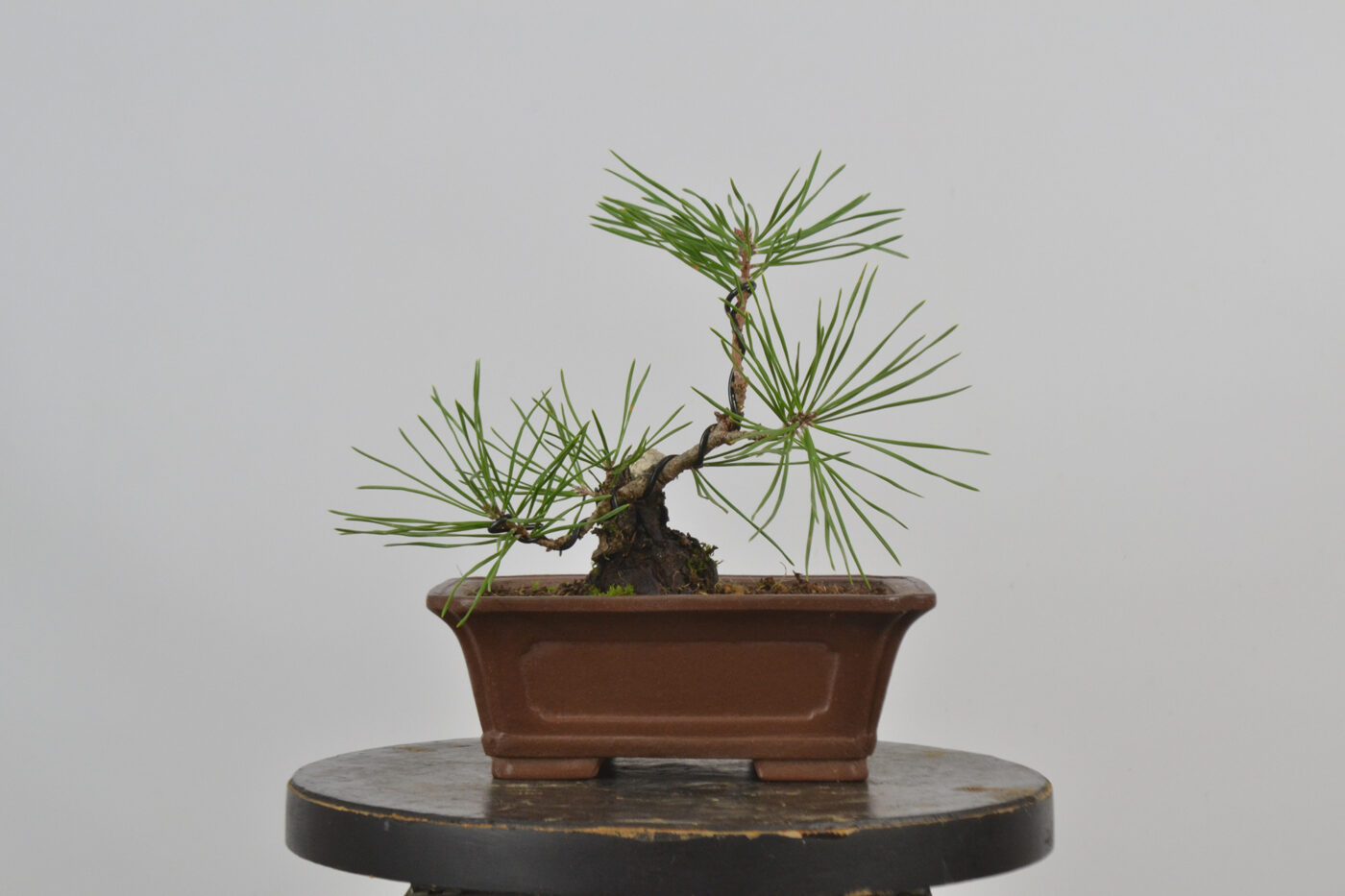 Pinus sylvestris