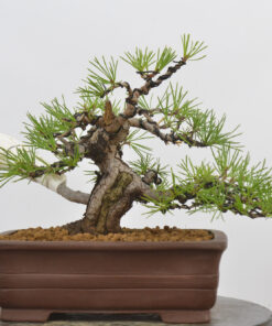 Pinus sylvestris