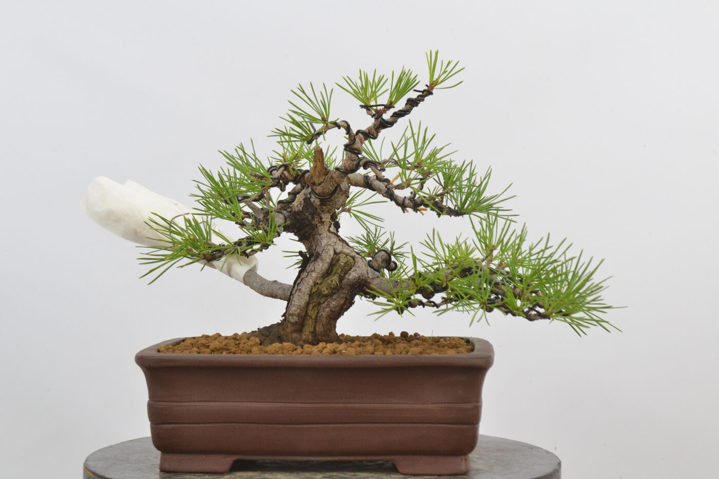 Pinus sylvestris