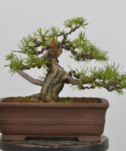 Pinus sylvestris