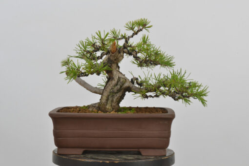 Pinus sylvestris