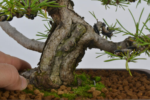 Pinus sylvestris - Imagen 3