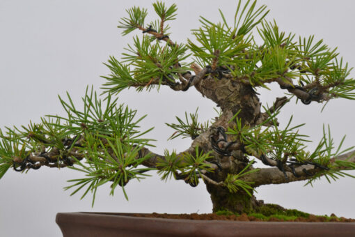 Pinus sylvestris - Imagen 4