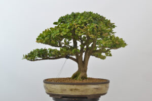 Curso Intermedio. Sábado 4 de octubre de 2026