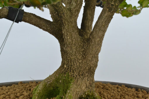 Buxus sempervirens - Imagen 4