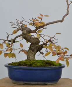 Carpinus turczaninovii