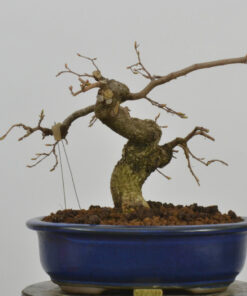 Carpinus turczaninovii