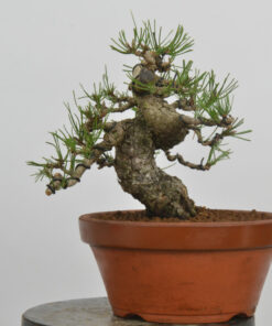 Pinus thunbergii