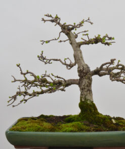 Crataegus monogyna
