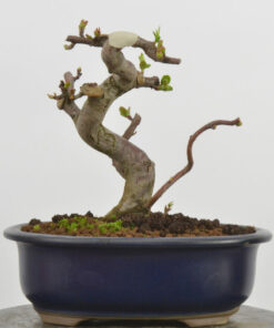 Malus sargentii