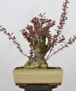 Berberis thunbergii