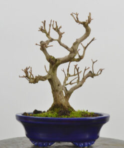 Punica granatum nejikan.