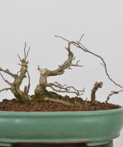Ilex serrata.
