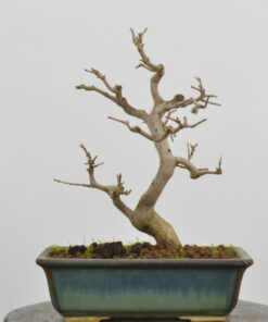 Punica granatum nejikan.